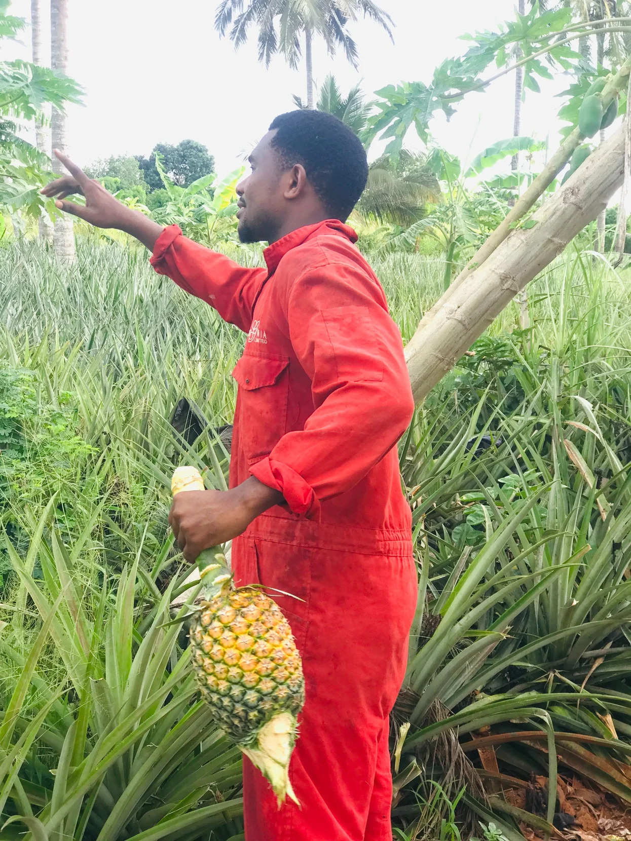 Practical pineapple farming and field training on a farm