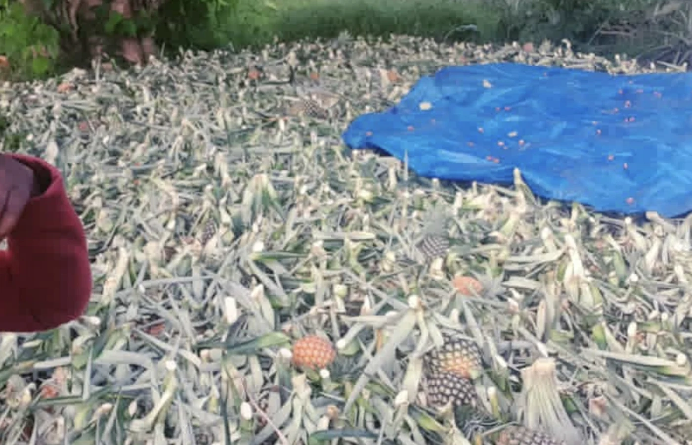Client-supplied harvested pineapple field photograph