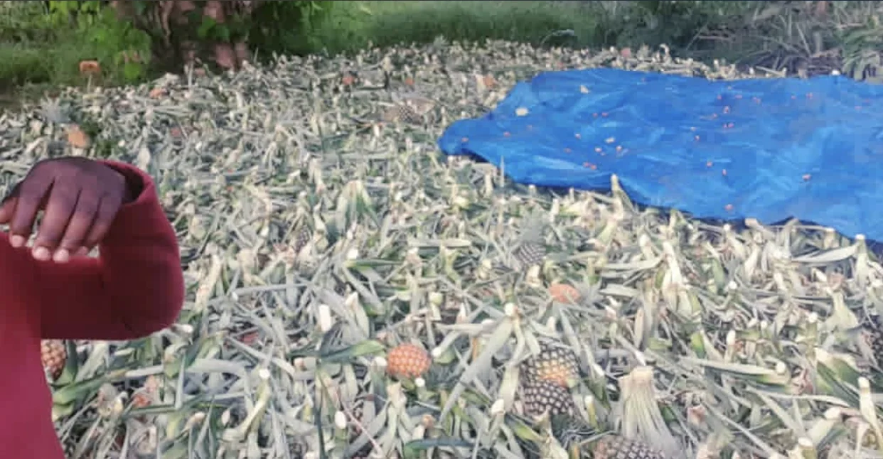 Farm harvest of pineapples