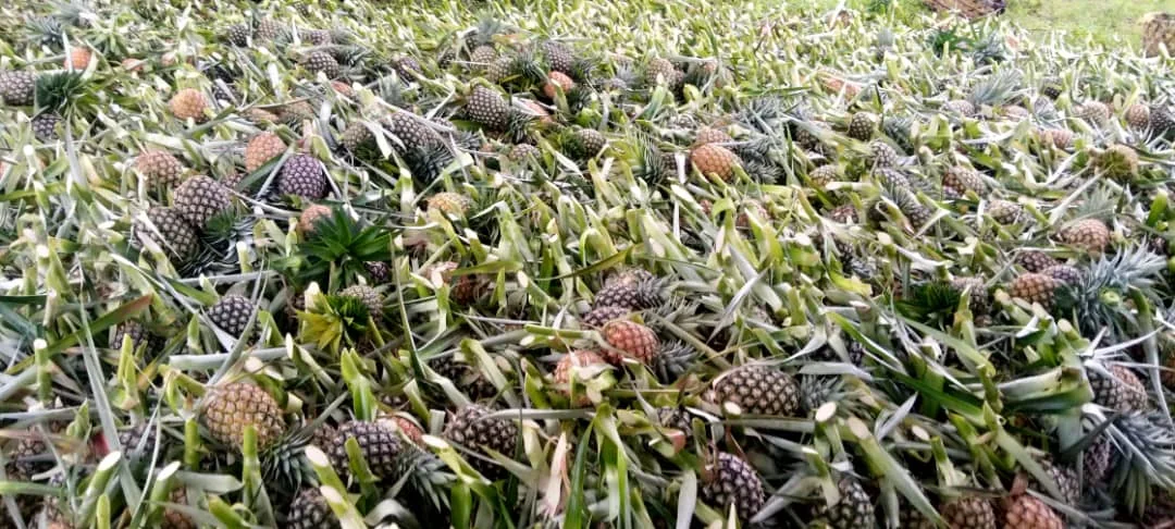 Pineapple Harvest Field — client supplied photograph