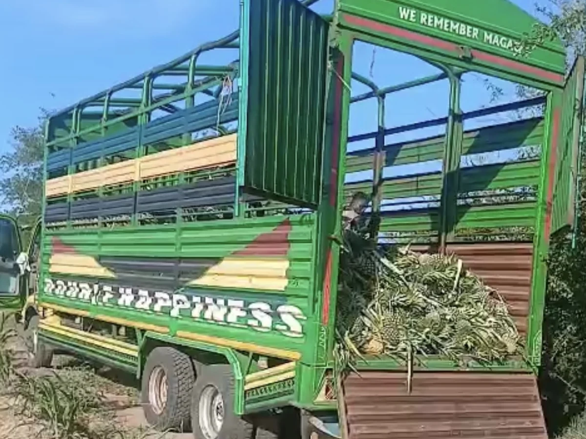Client-supplied pineapple truck ready for market