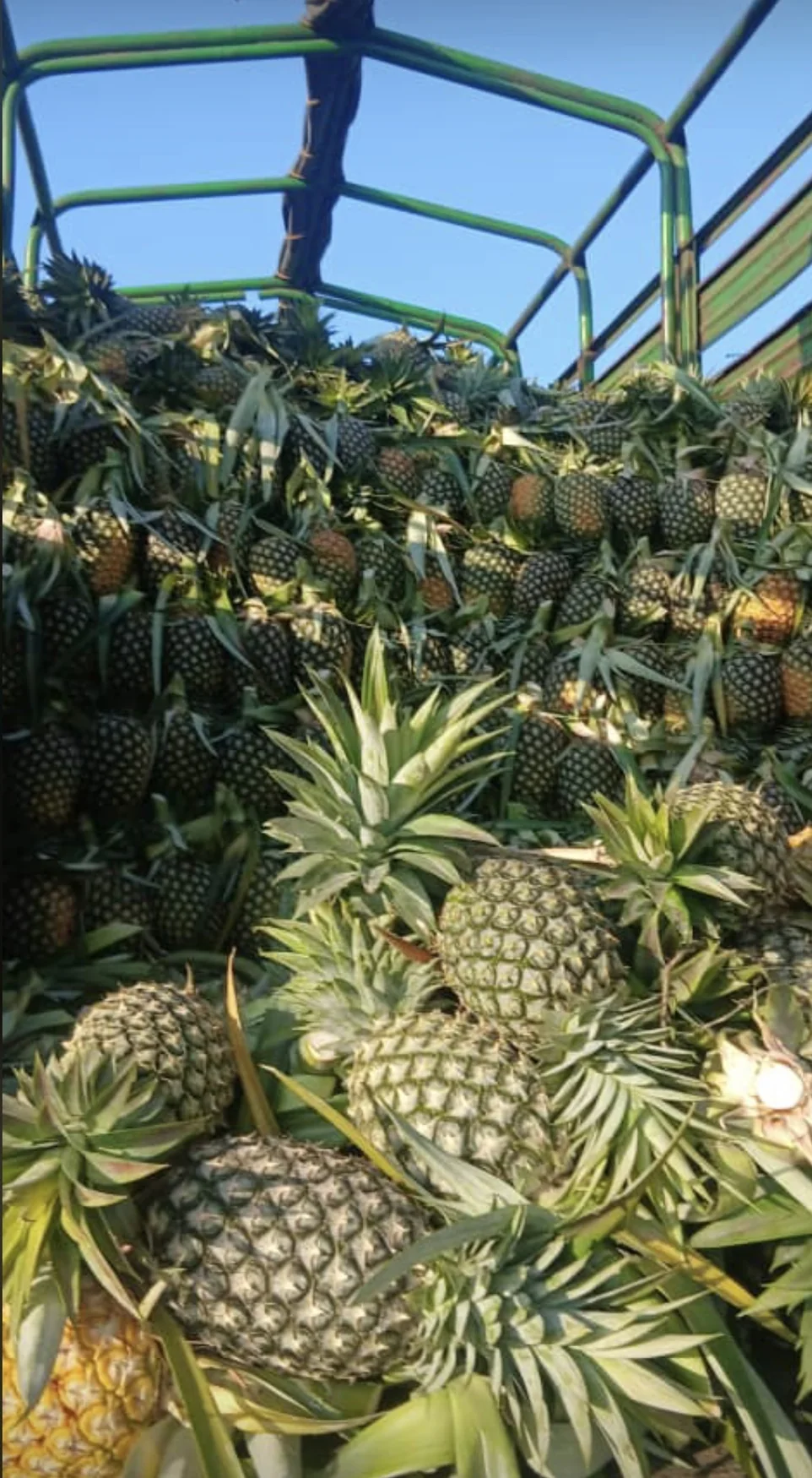 Real pineapples loaded on farm transport